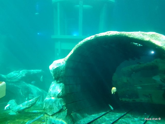 aqua-dive 2017-1 29